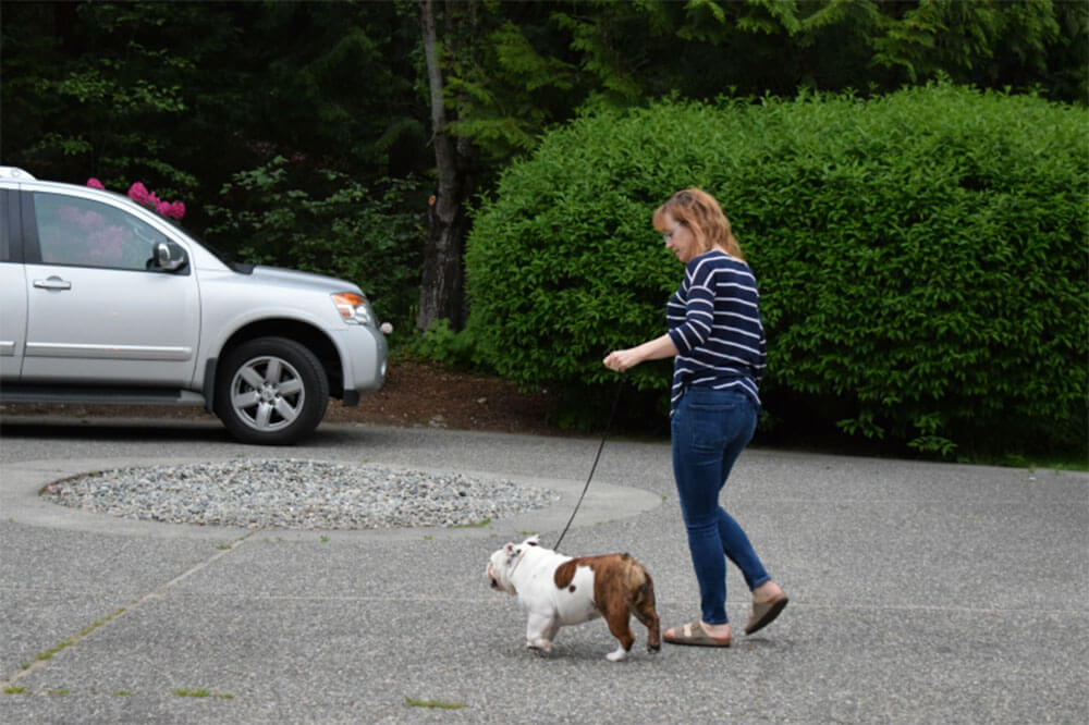 Bulldog walking and preparing for dog show