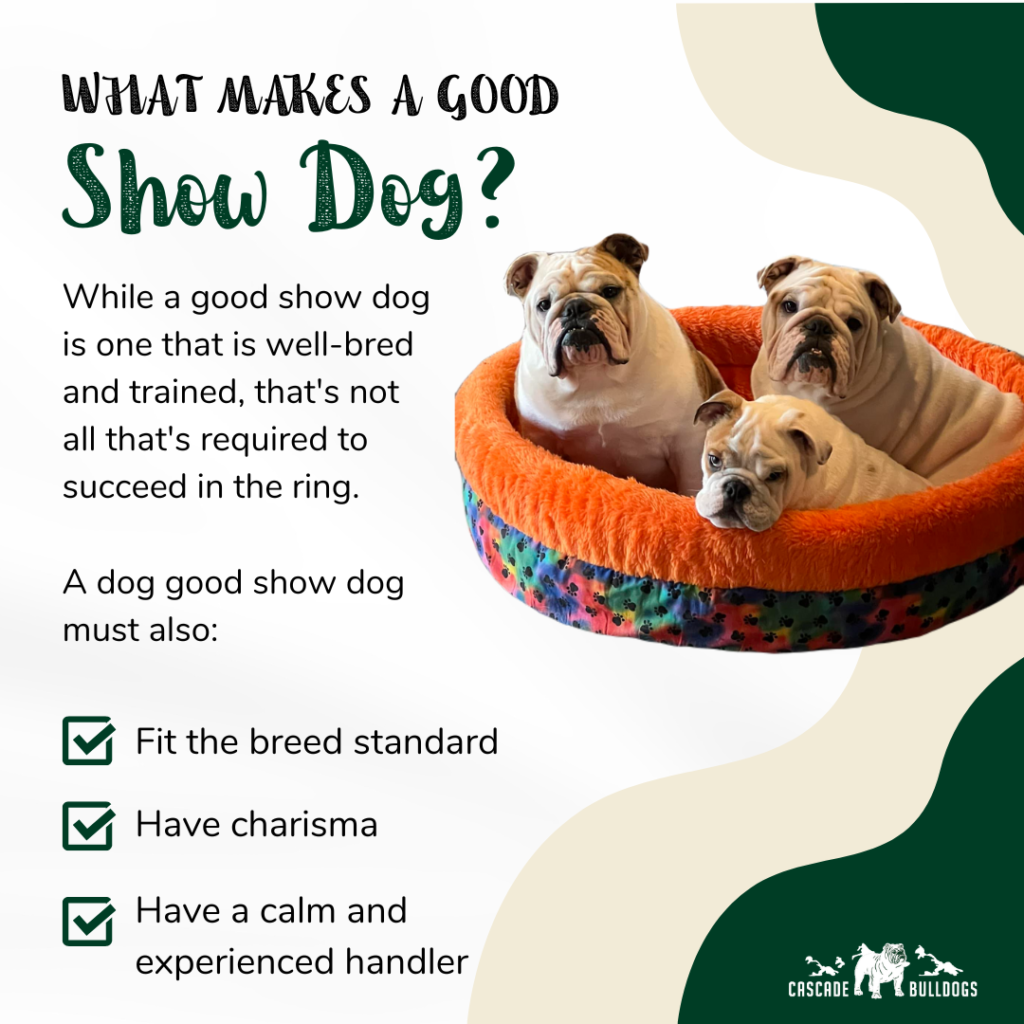 What-Makes-A-Good-Show-Dog-1024x1024