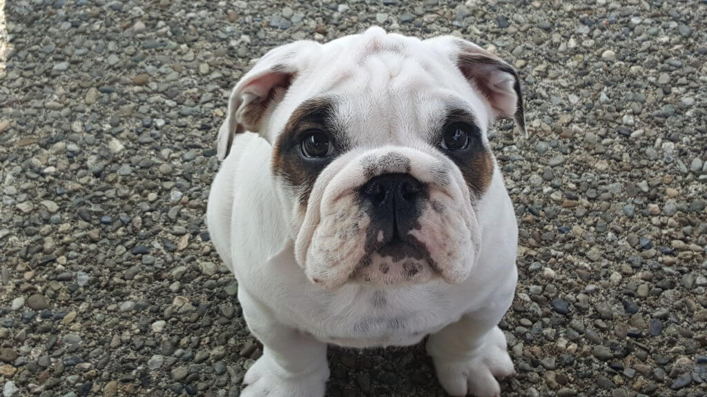 cute bulldog puppy