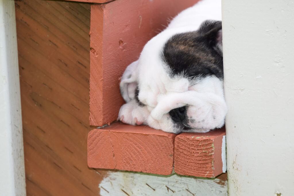 bulldog puppy sleeping