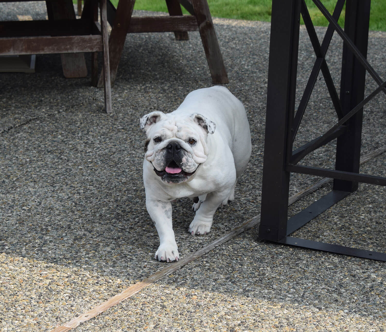 White bulldog puppy