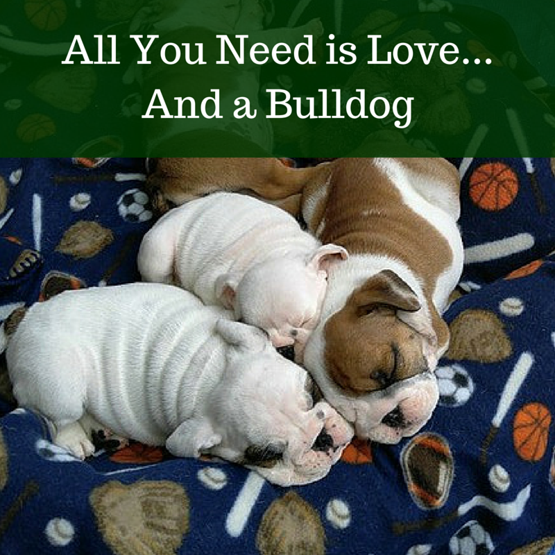 All you need is love...and a bulldog.