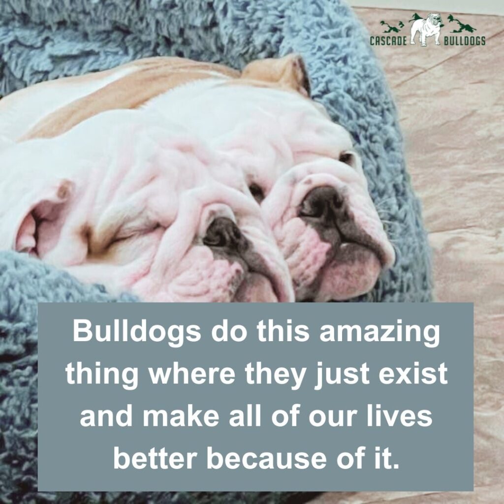 Bulldogs do this amazing thing where they just exist and make all of our lives better because of it.