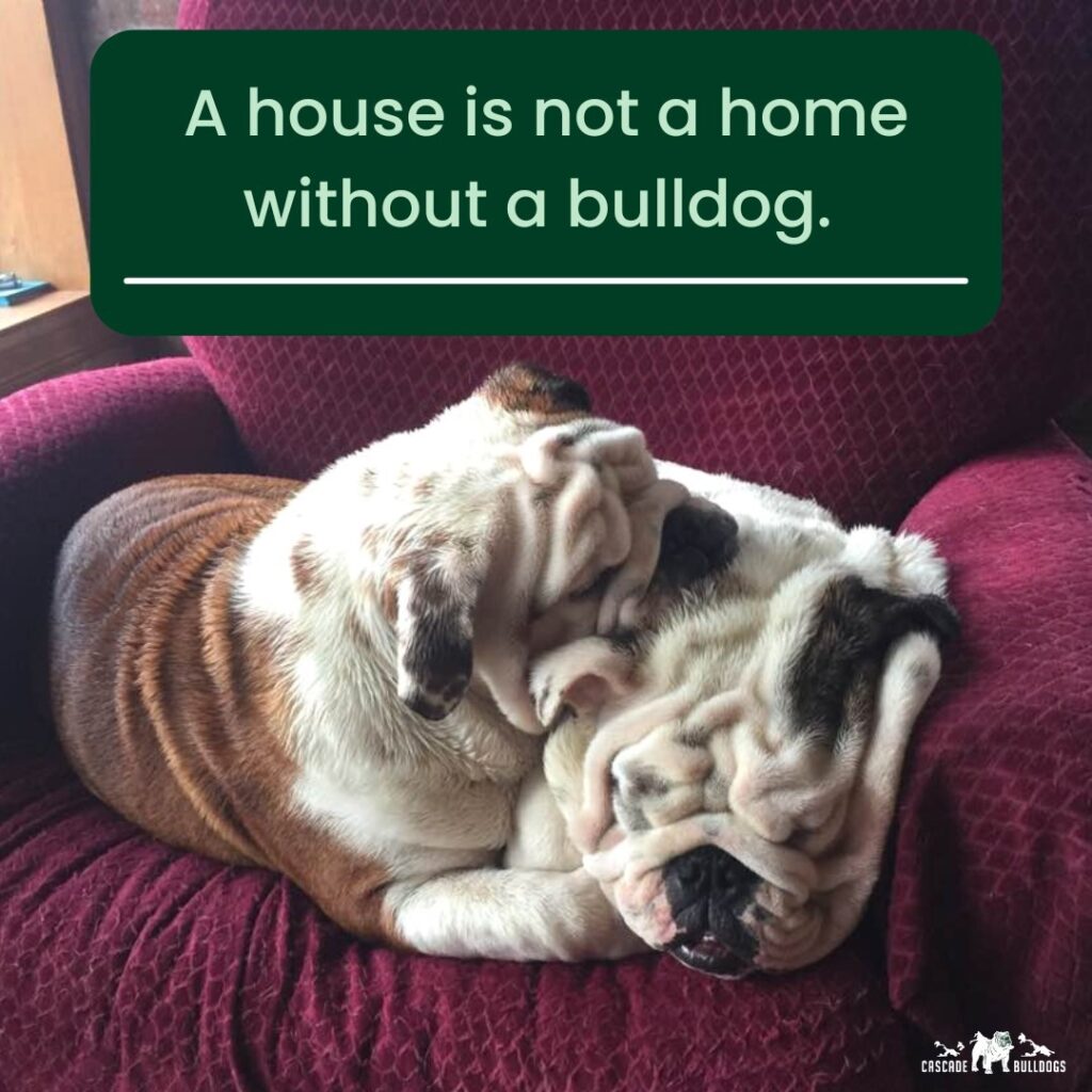 A house is not a home without a bulldog.