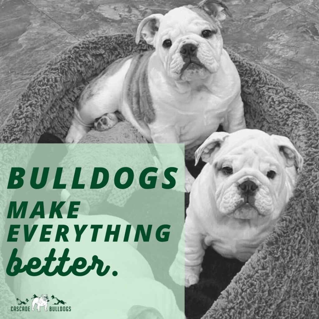 Bulldogs make everything better.