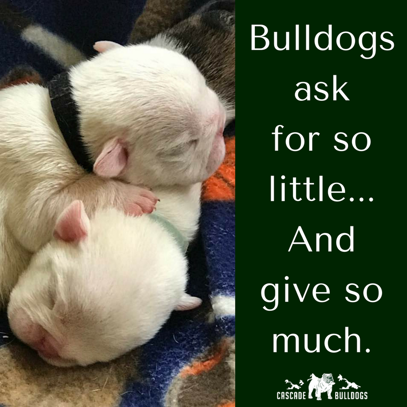 Bulldogs ask for so little ...and give so much.