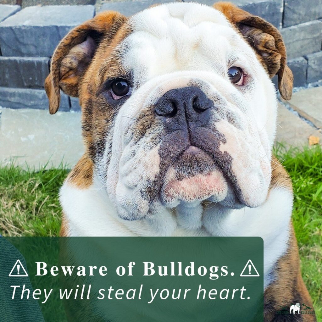 Beware of bulldogs. They will steal your heart.