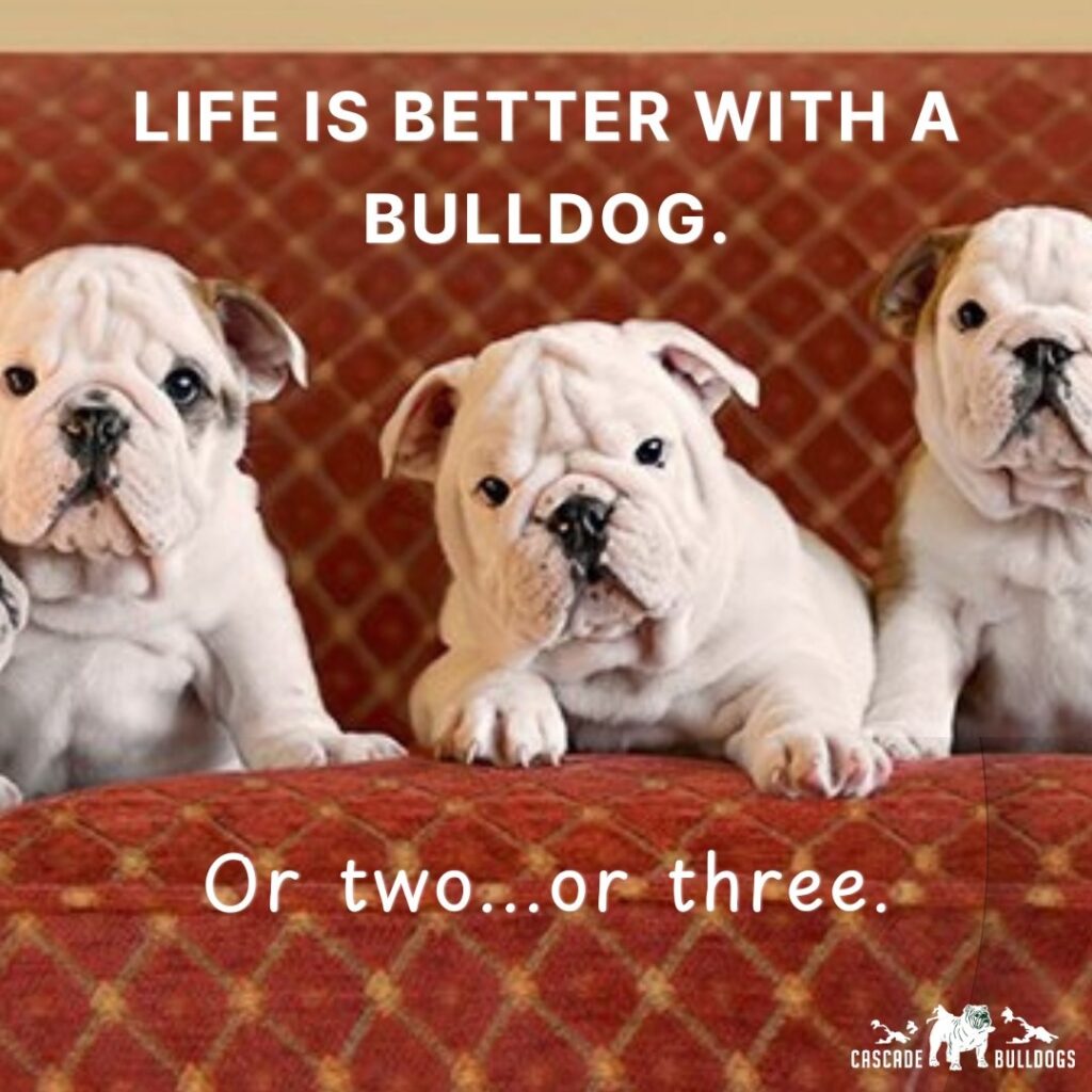 Life is better with a bulldog. Or two...or three.