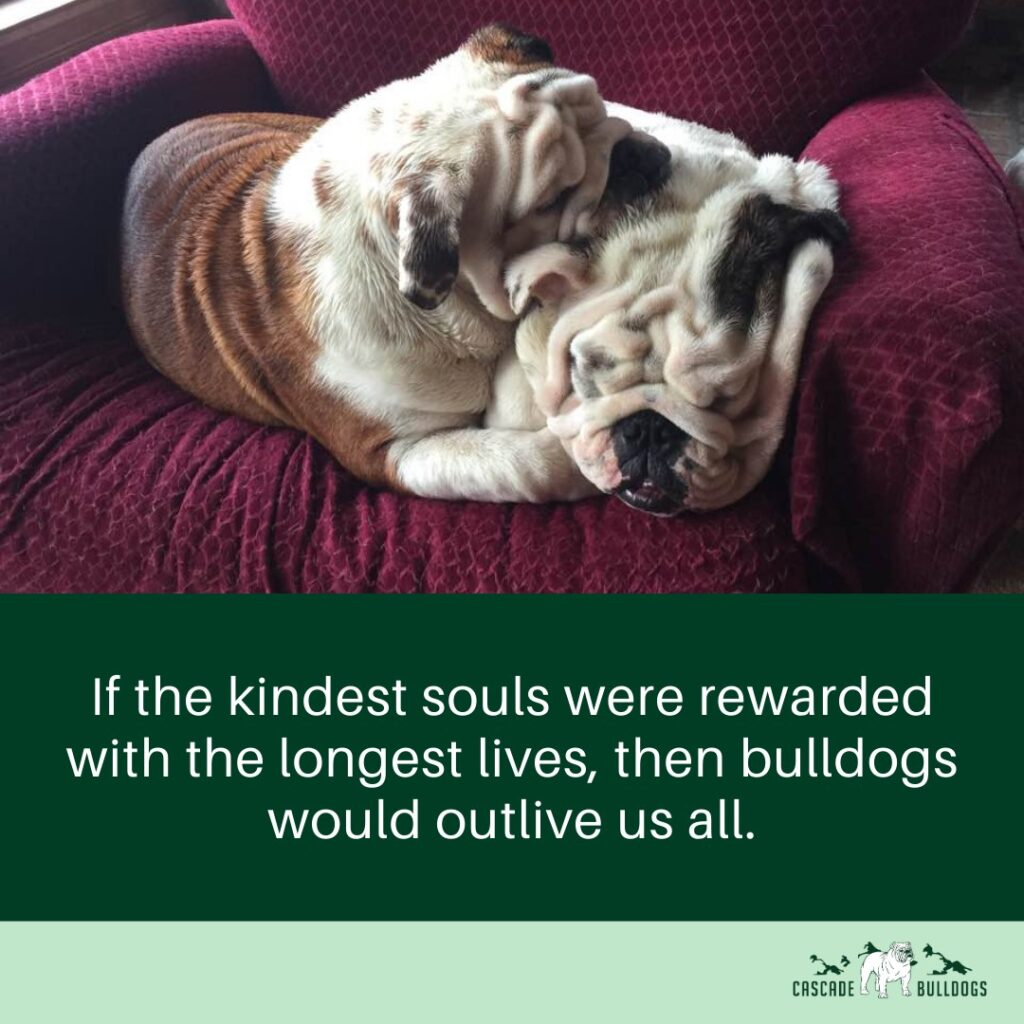 If the kindest souls were rewarded with the longest lives, then bulldogs would outlive us all.