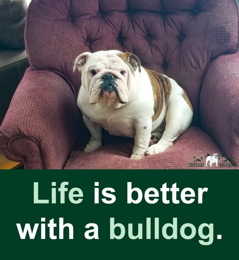 Life is better with a bulldog.