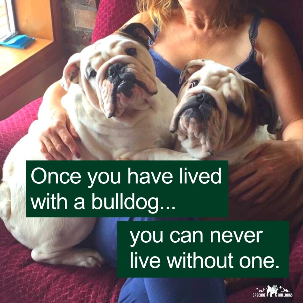 Once you have lived with a bulldog...you can never live without one.