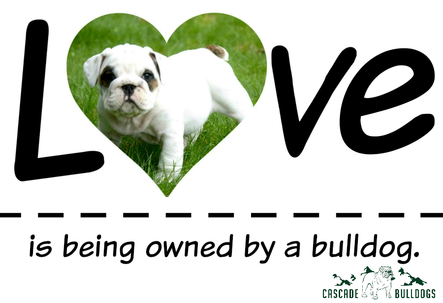 Love is being owned by a bulldog.