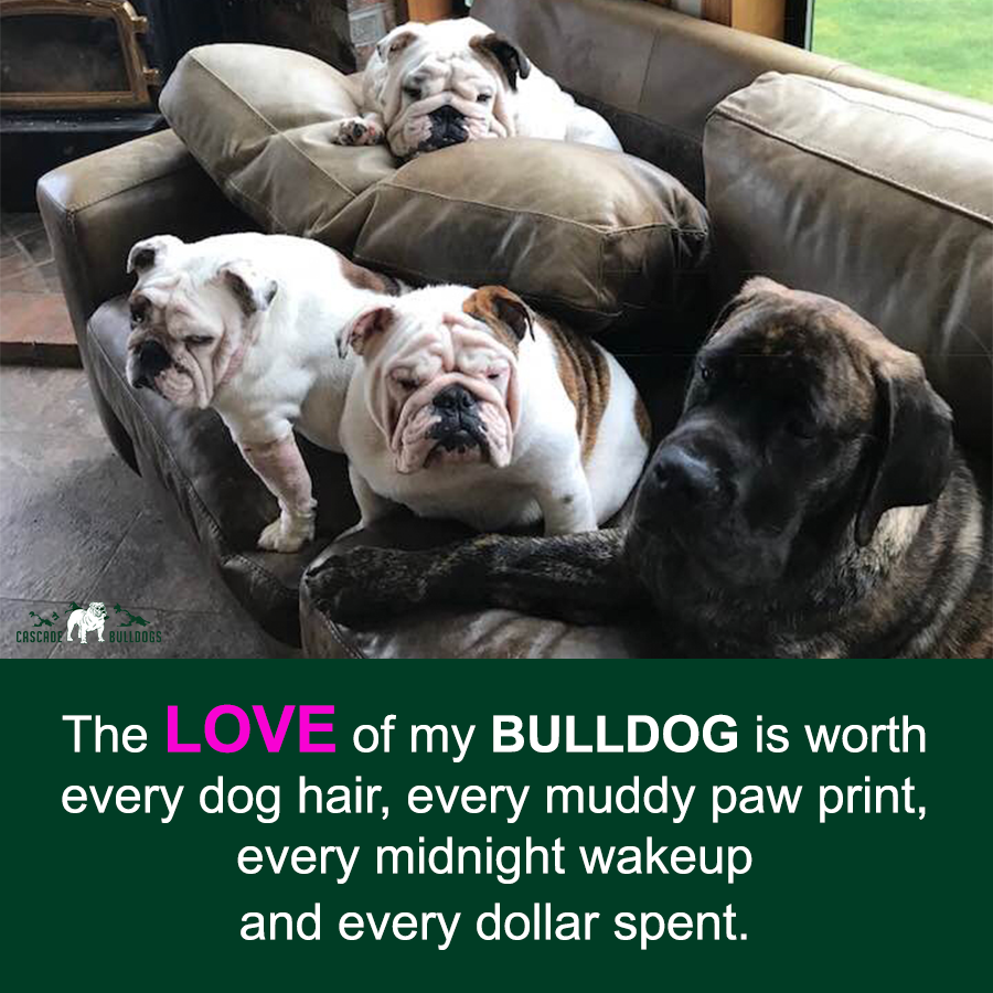 The love of my bulldog is worth every dog hair, every muddy paw print, every midnight wakeup, and every dollar spent.