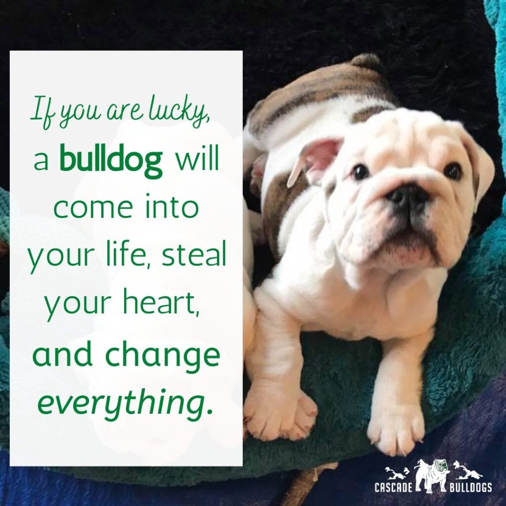 If you are lucky, a bulldog will come into your life, steal your heart, and change everything.