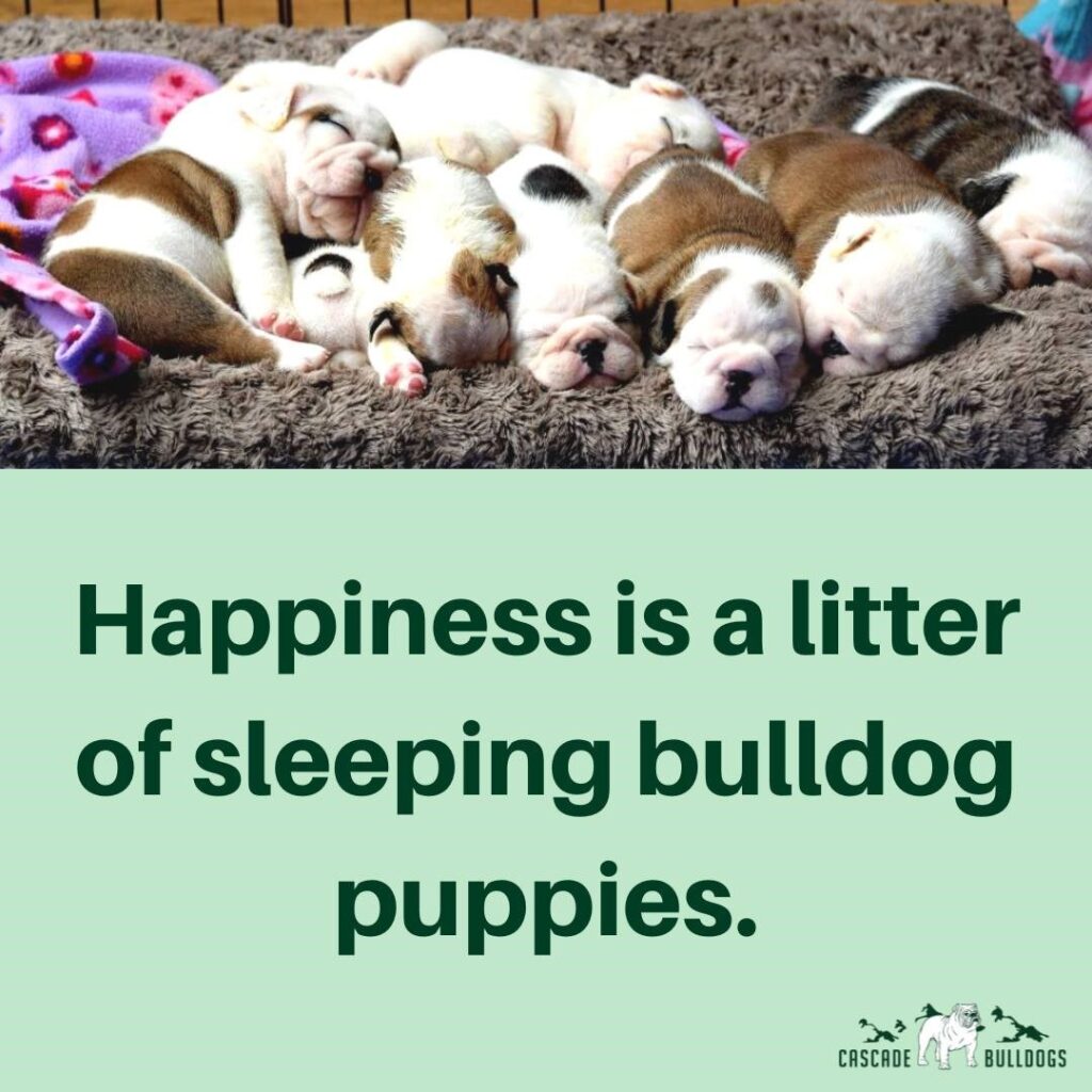 Happiness is a litter of sleeping bulldog puppies.