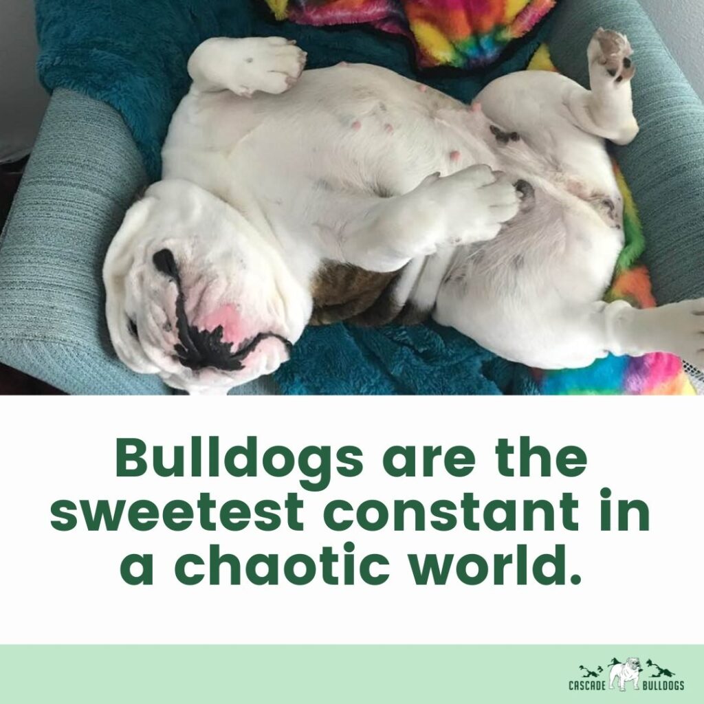 Bulldogs are the sweetest constant in a chaotic world.