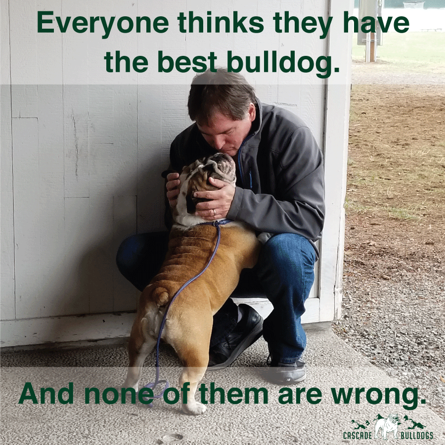 Everyone thinks they have the best bulldog. And none of them are wrong.