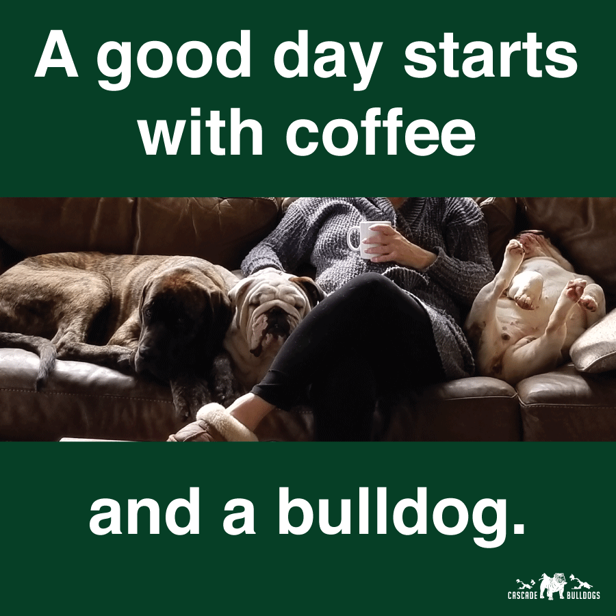 A good day starts with coffee and a bulldog.