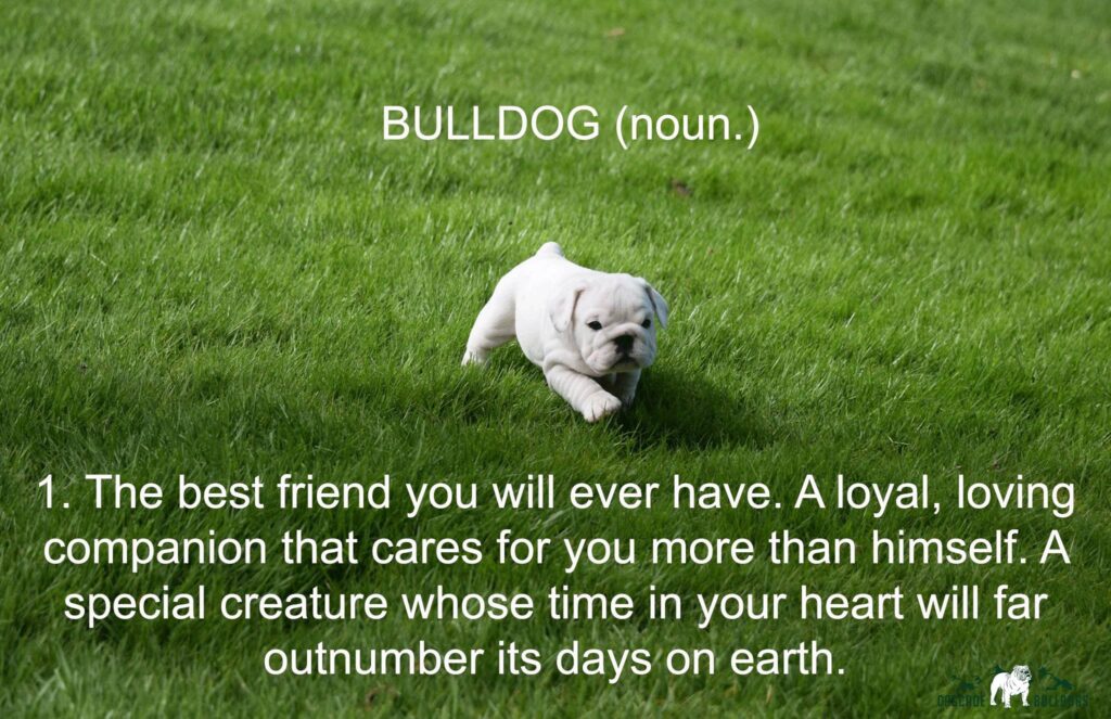 The definition of a bulldog.