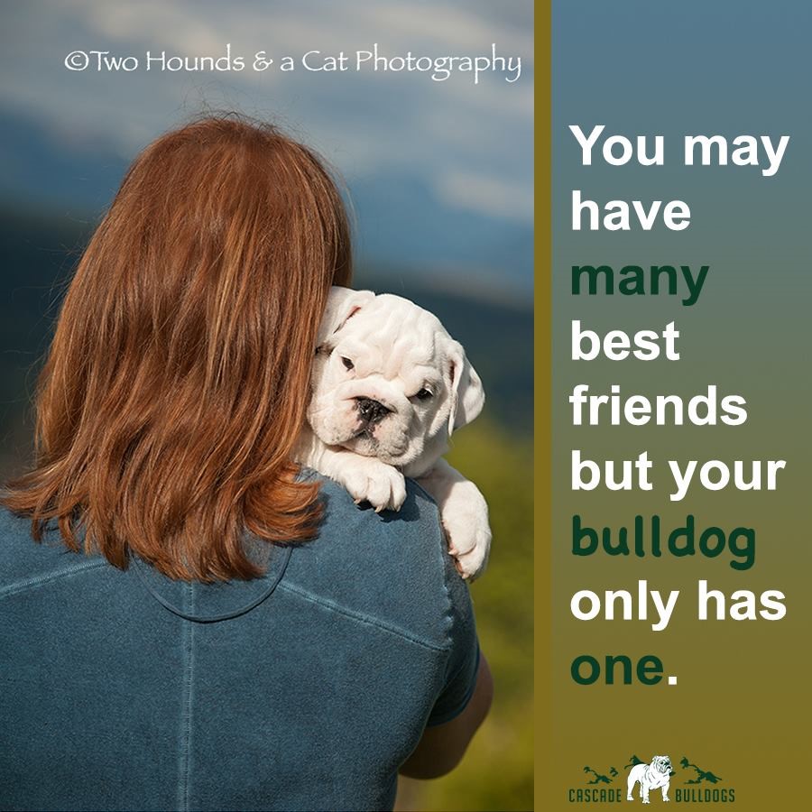 You may have many best friends, but your bulldog only has one.