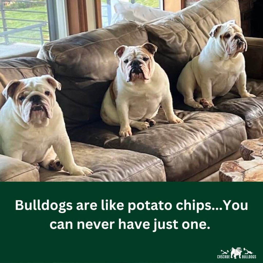 Bulldogs are like potato chips...you can never have just one.