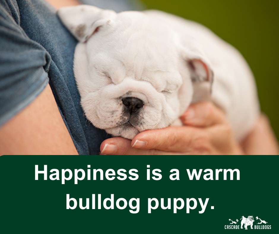 Happiness is a warm bulldog puppy.