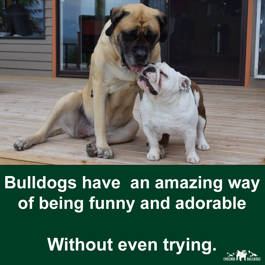 Bulldogs have an amazing way of being funny and adorable without even trying.