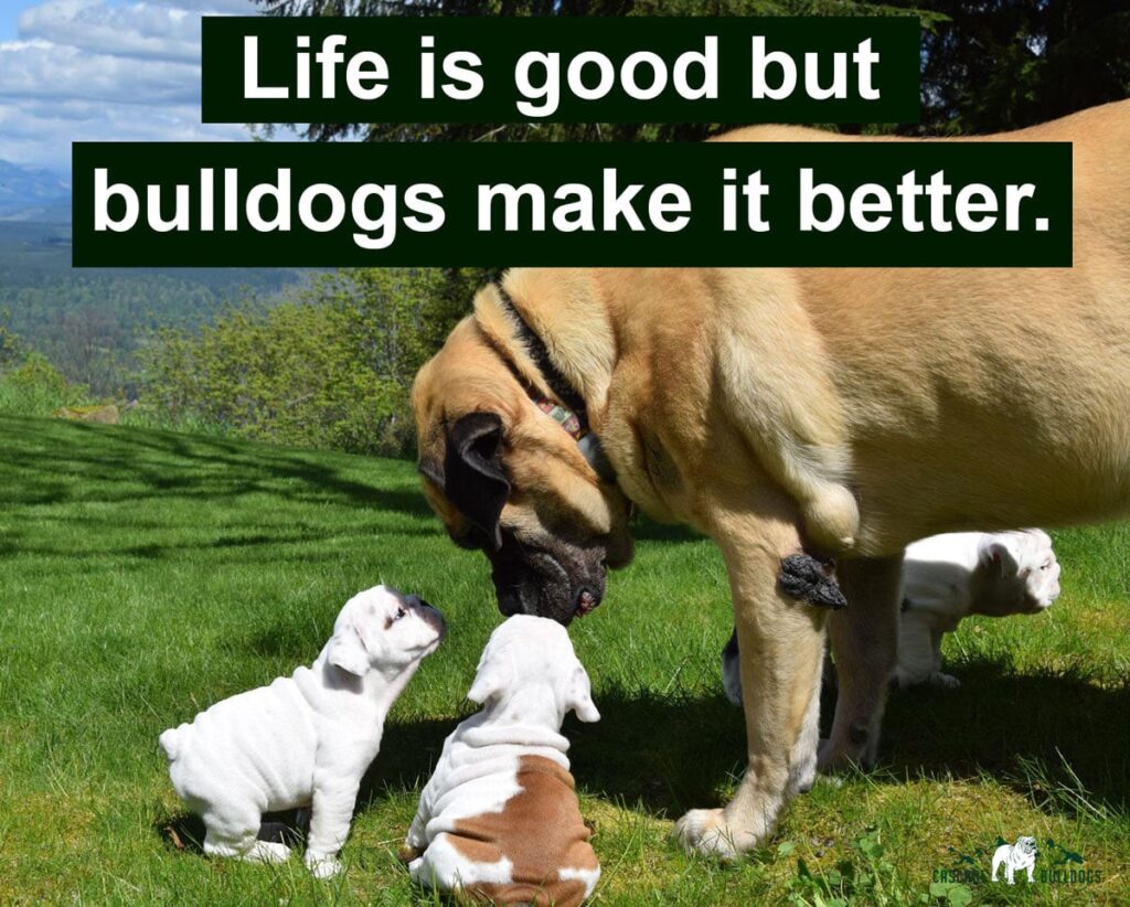 Life is good but bulldogs make it better.