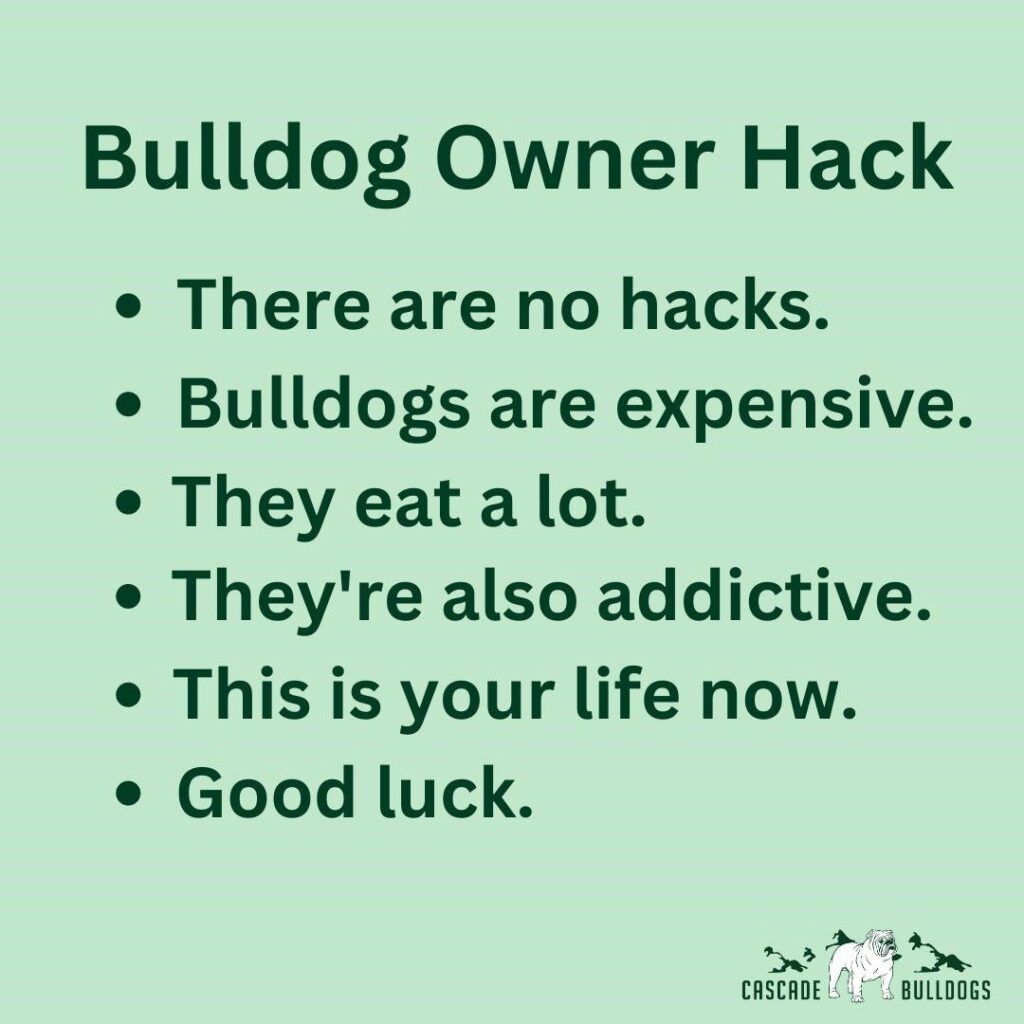 bulldog owner hack meme