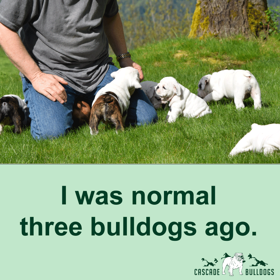 I was normal three bulldogs ago.