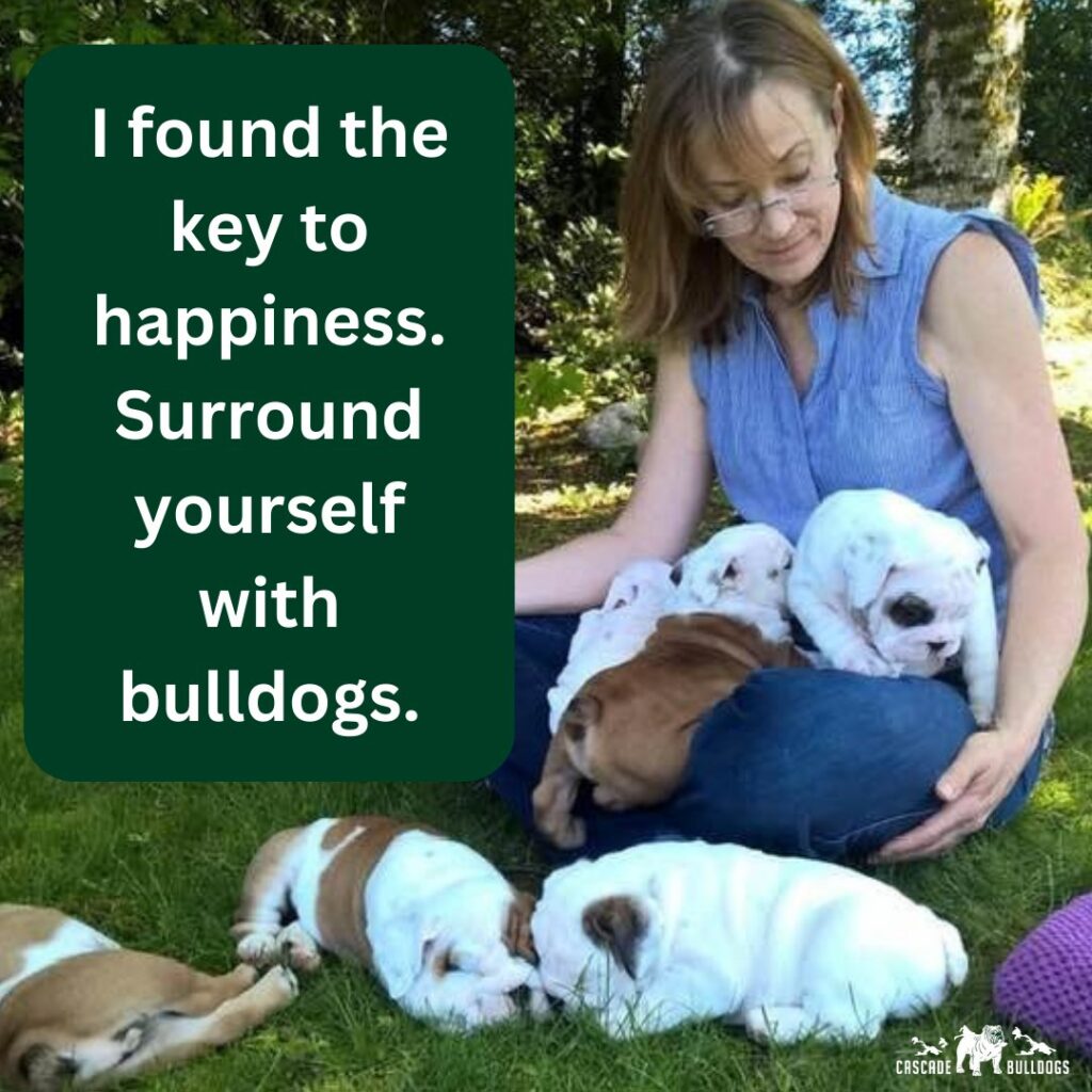 I found the key to happiness. Surround yourself with bulldogs.