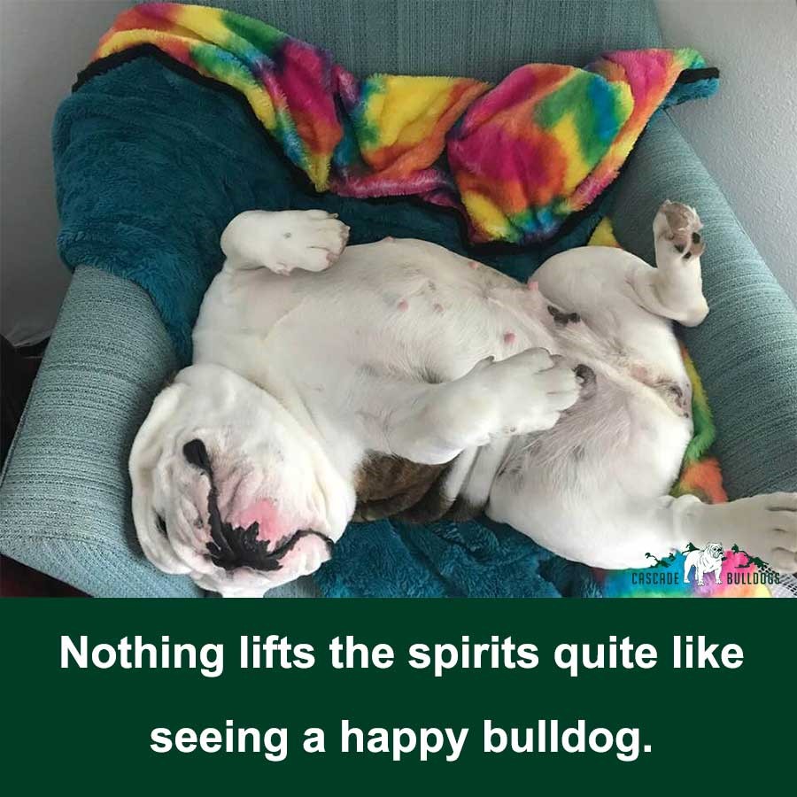 Nothing lifts the spirits quite like seeing a happy bulldog.