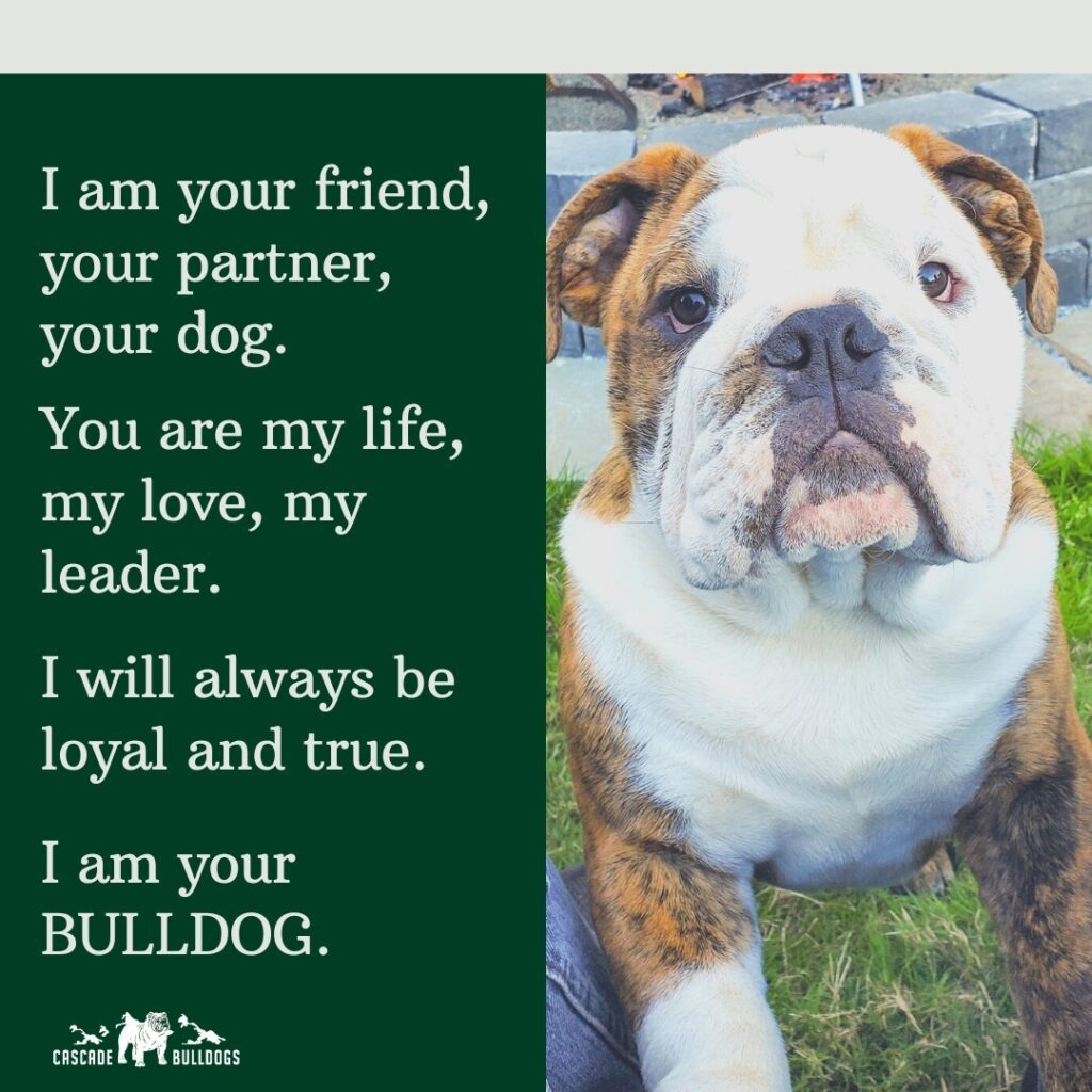 I am your bulldog quote