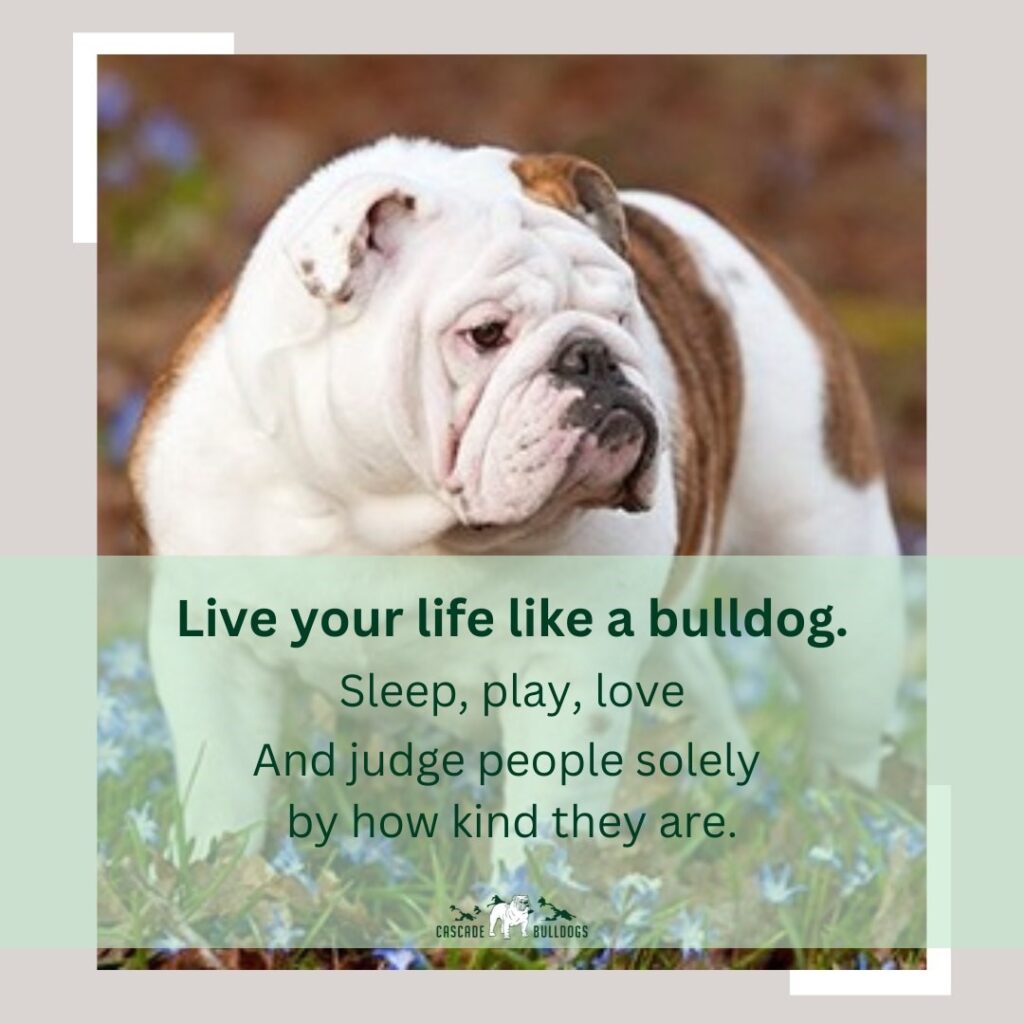 Live your life like a bulldog.