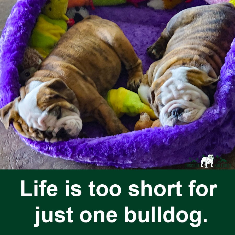 Life is too short for just one bulldog.