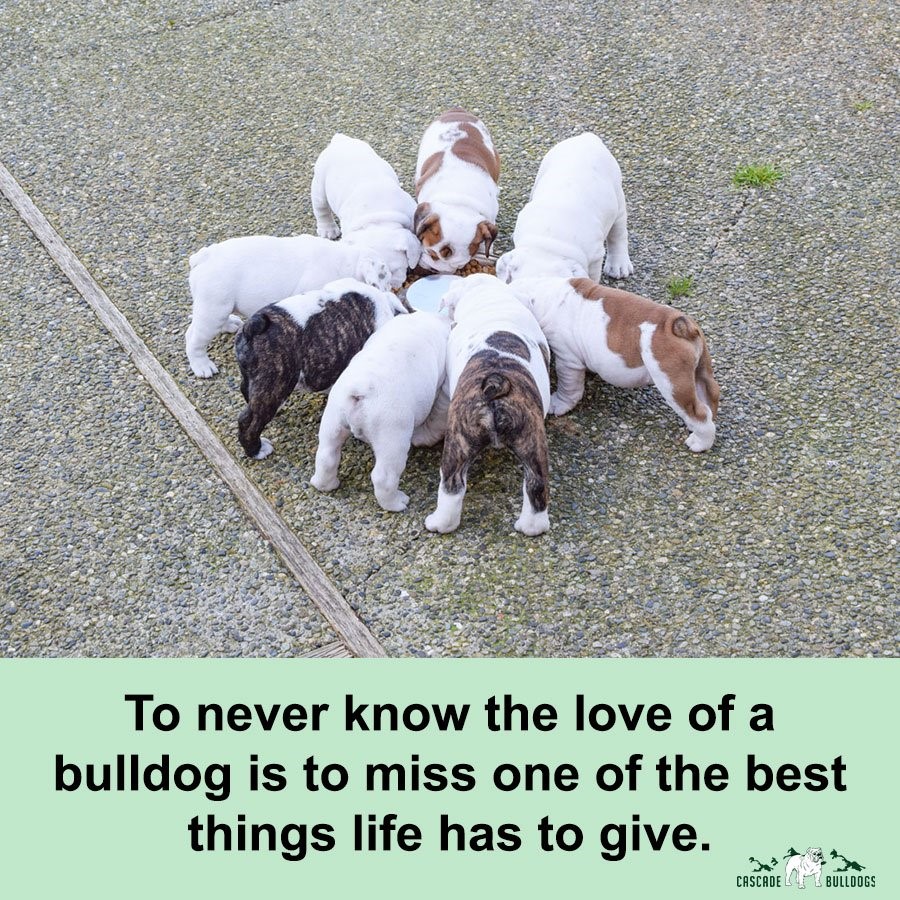 To never know the love of a bulldog is to miss one of the best things life has to give.