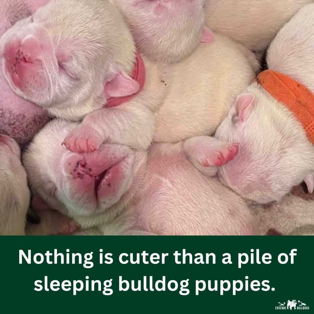 Nothing is cuter than a pile of sleeping bulldog puppies.