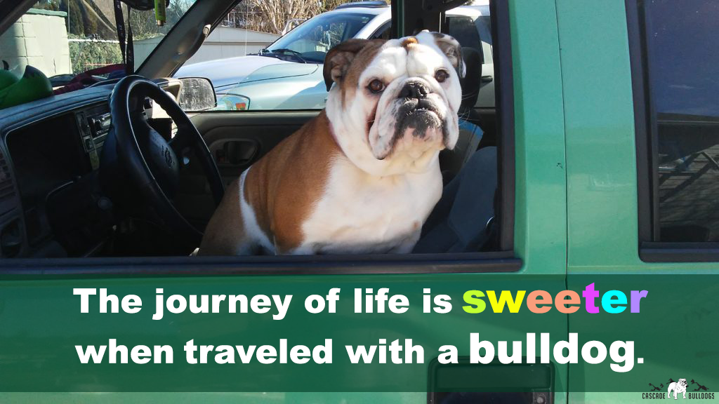 The journey of life is sweeter when traveled with a bulldog.