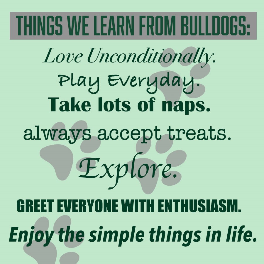 What we can learn from bulldogs