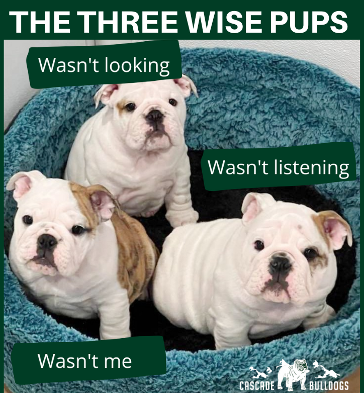 The three wise pups