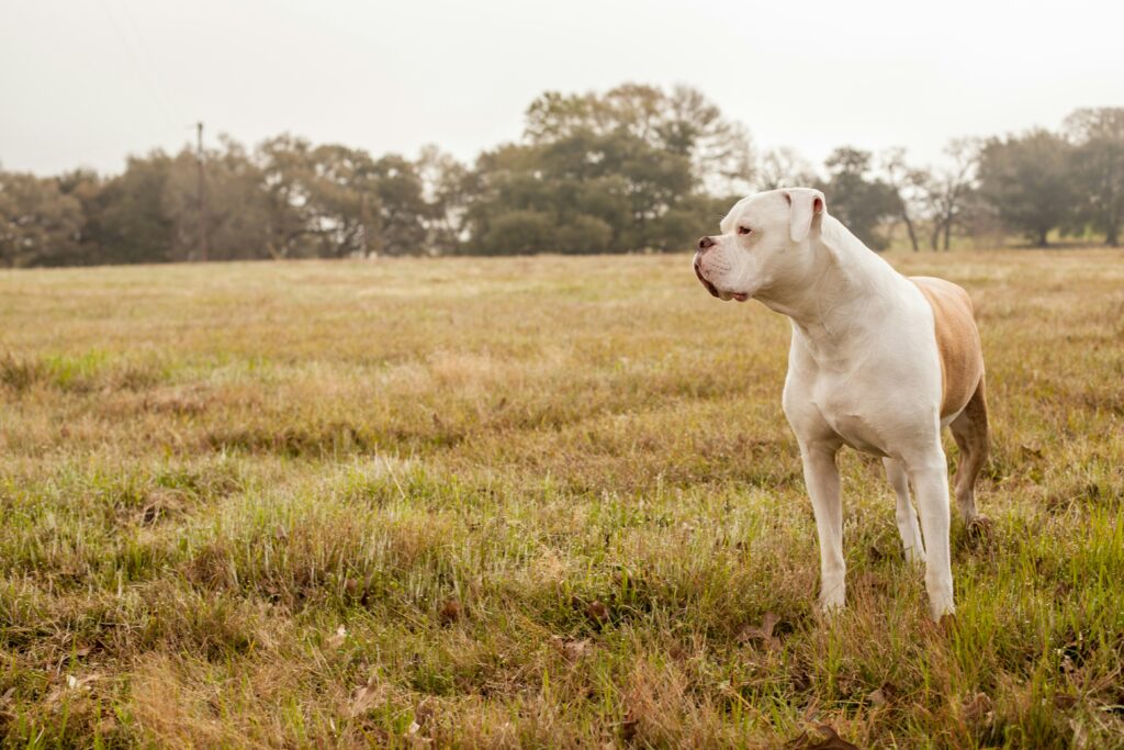 american bulldog