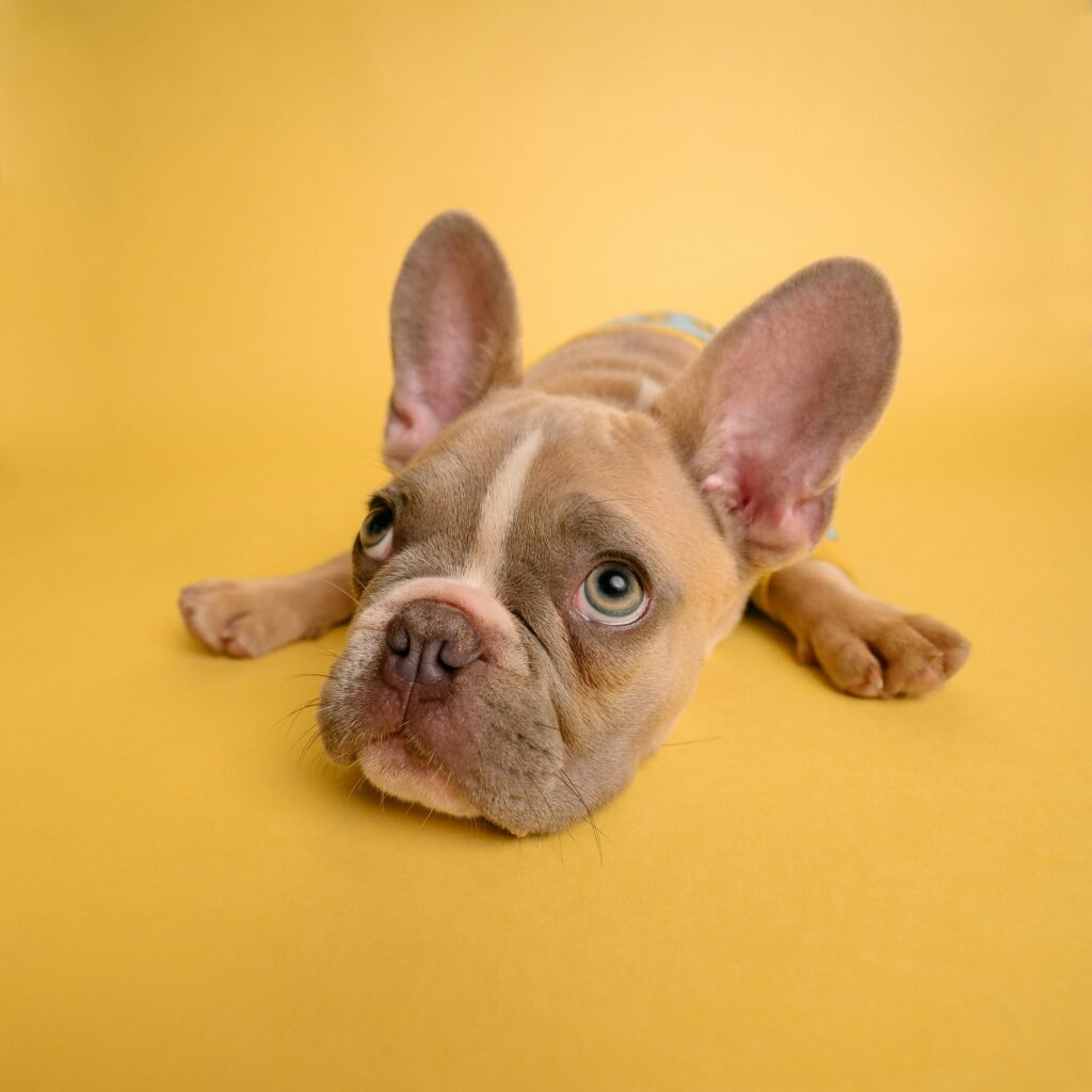 French bulldog