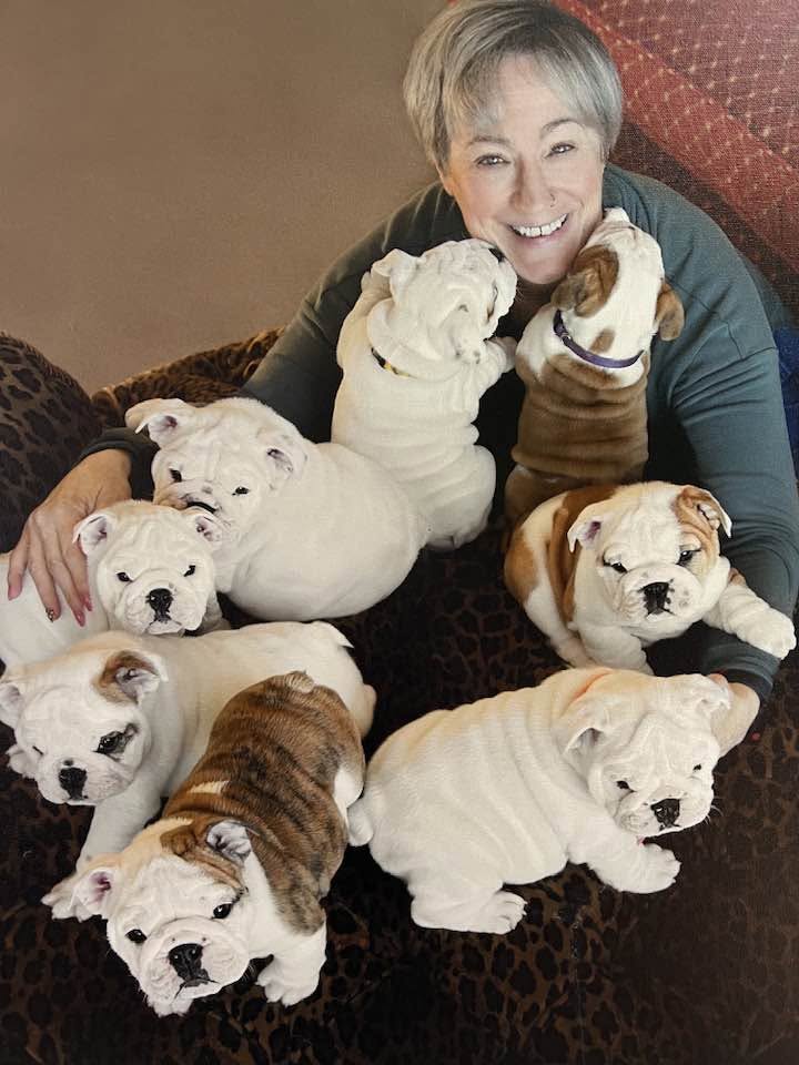 bulldog puppies